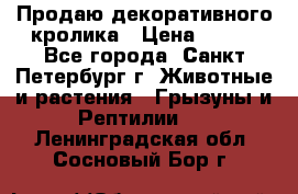 Продаю декоративного кролика › Цена ­ 500 - Все города, Санкт-Петербург г. Животные и растения » Грызуны и Рептилии   . Ленинградская обл.,Сосновый Бор г.